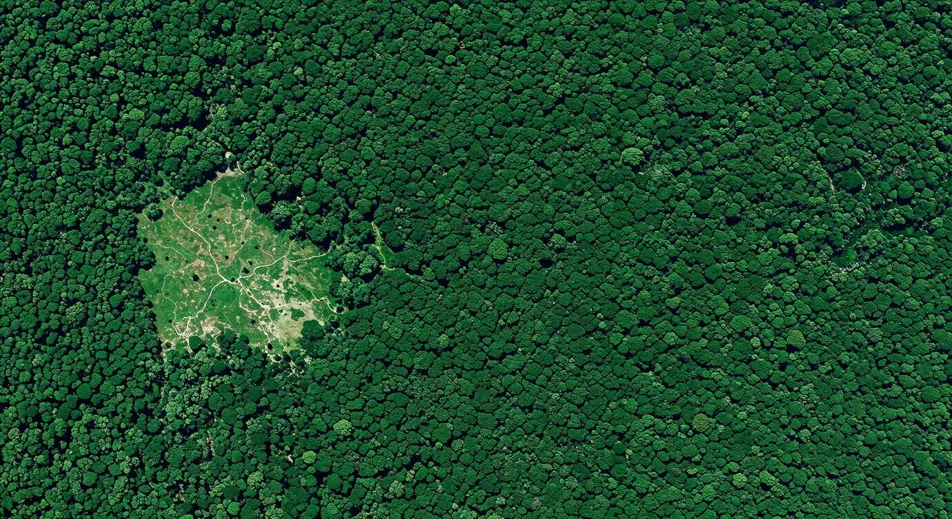 Waldlichtung von oben gesehen.